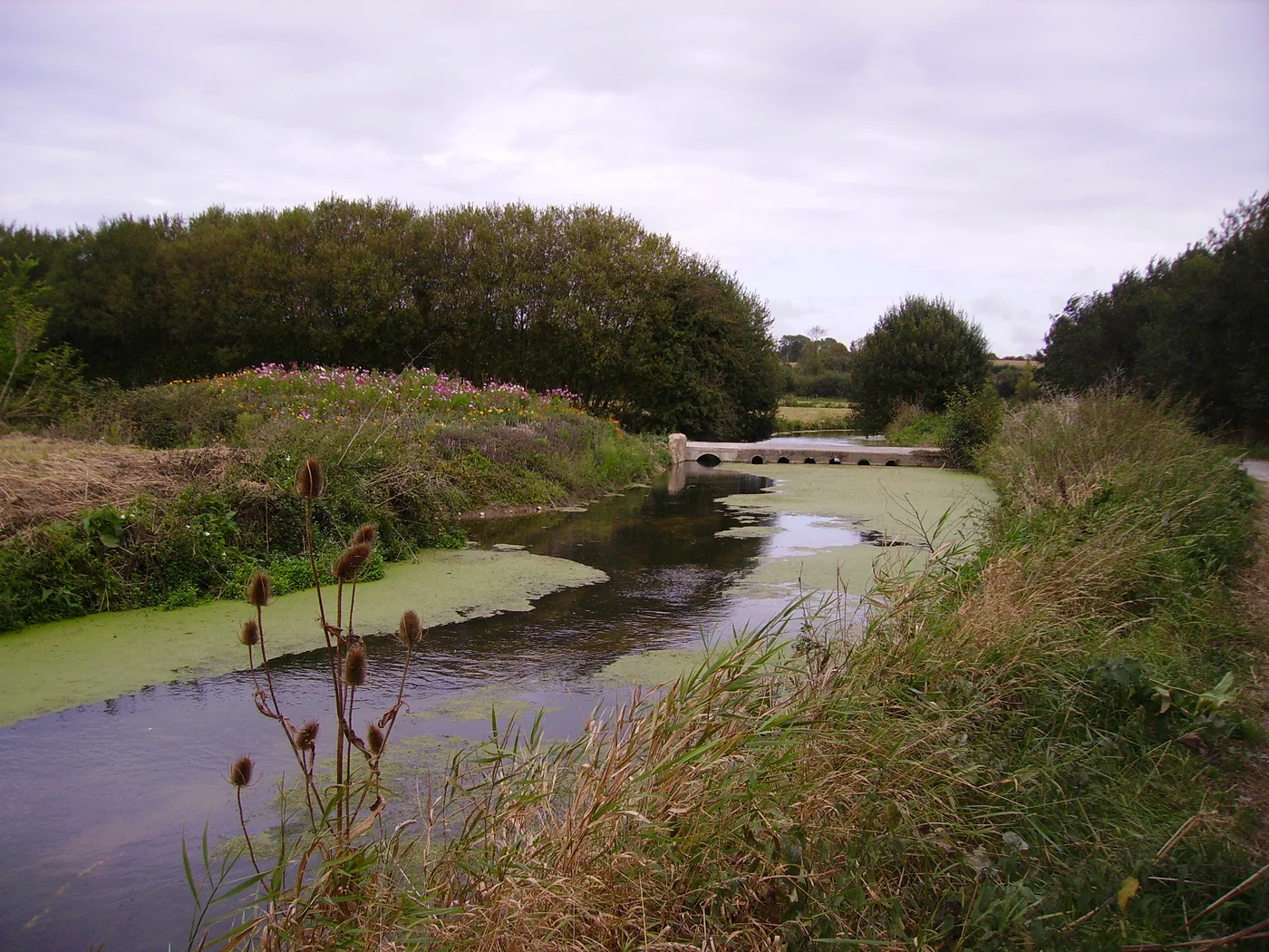 Marais du Cotentin - Écrammeville